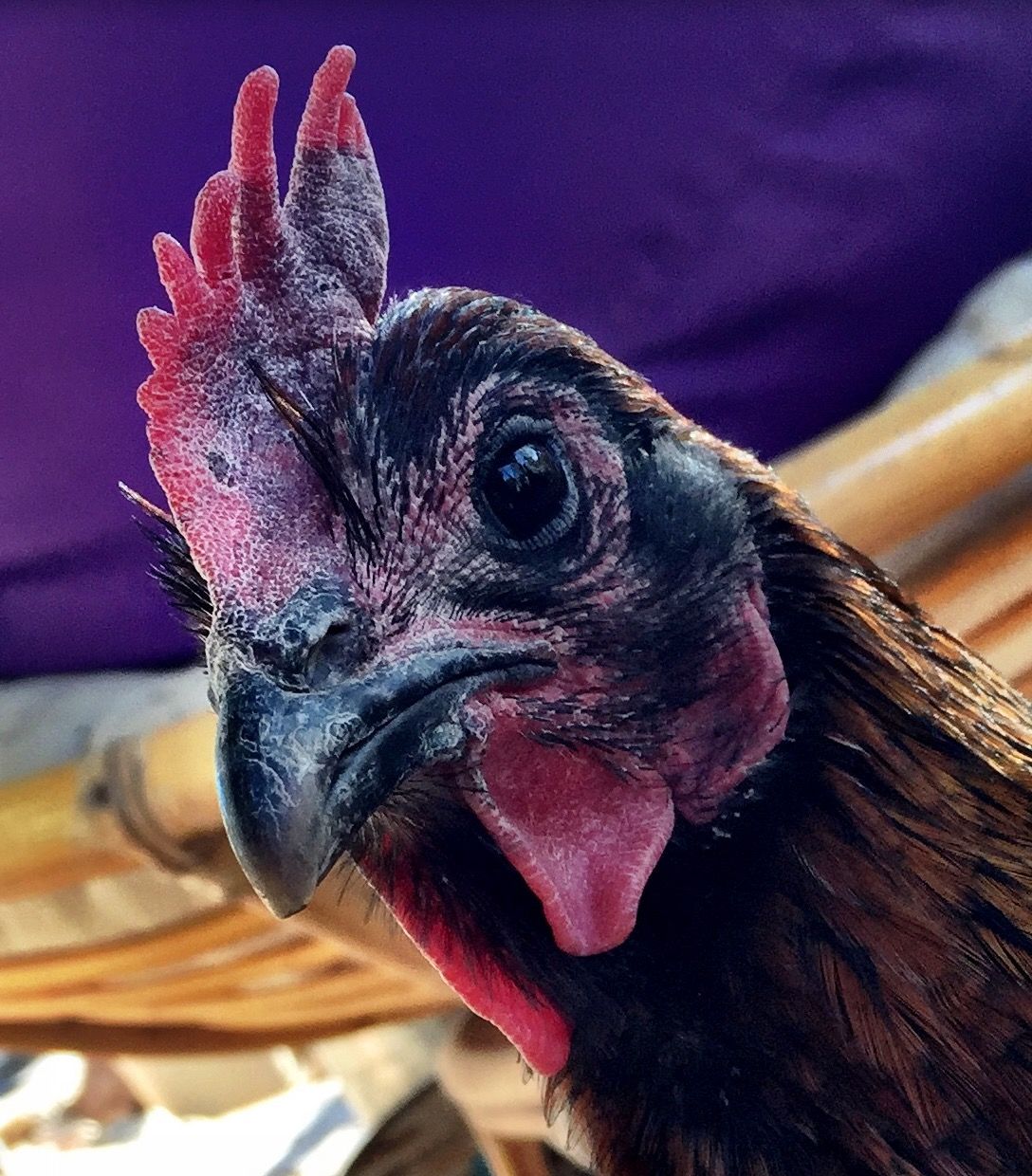 Readers show their chickens